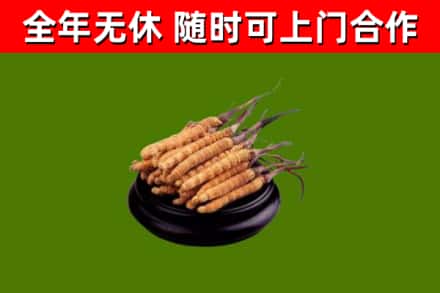 绛县烟酒回收冬虫夏草.jpg